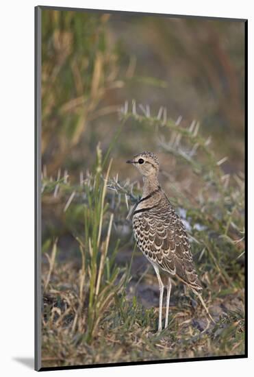 Two-Banded Courser (Double-Banded Courser) (Rhinoptilus Africanus)-James Hager-Mounted Photographic Print