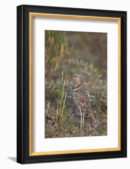 Two-Banded Courser (Double-Banded Courser) (Rhinoptilus Africanus)-James Hager-Framed Photographic Print