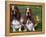 Two Basset Hounds, Domestic Dog,Amongst Daffodils, USA-Lynn M. Stone-Framed Premier Image Canvas