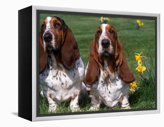 Two Basset Hounds, Domestic Dog,Amongst Daffodils, USA-Lynn M. Stone-Framed Premier Image Canvas