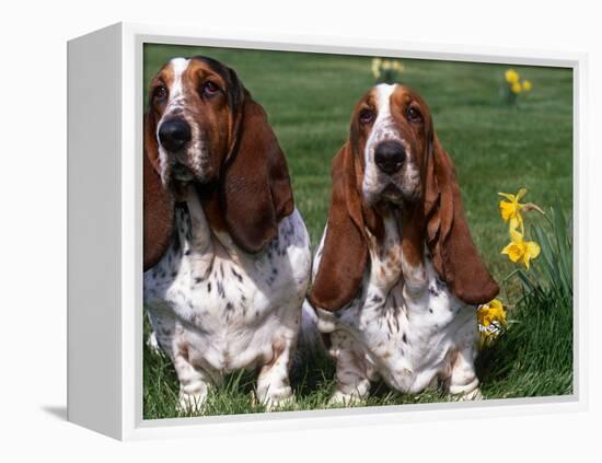 Two Basset Hounds, Domestic Dog,Amongst Daffodils, USA-Lynn M. Stone-Framed Premier Image Canvas