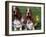 Two Basset Hounds, Domestic Dog,Amongst Daffodils, USA-Lynn M. Stone-Framed Photographic Print