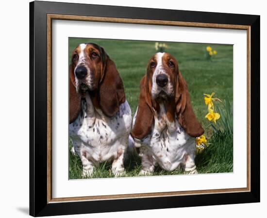 Two Basset Hounds, Domestic Dog,Amongst Daffodils, USA-Lynn M. Stone-Framed Photographic Print