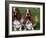 Two Basset Hounds, Domestic Dog,Amongst Daffodils, USA-Lynn M. Stone-Framed Photographic Print