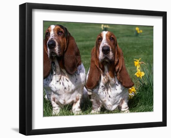 Two Basset Hounds, Domestic Dog,Amongst Daffodils, USA-Lynn M. Stone-Framed Photographic Print