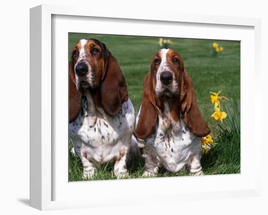 Two Basset Hounds, Domestic Dog,Amongst Daffodils, USA-Lynn M. Stone-Framed Photographic Print