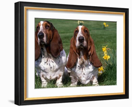 Two Basset Hounds, Domestic Dog,Amongst Daffodils, USA-Lynn M. Stone-Framed Photographic Print