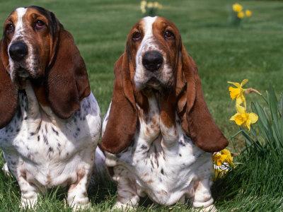 two basset hounds