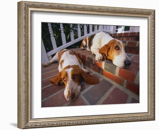 Two Basset Hounds Resting on the Steps-DLILLC-Framed Photographic Print