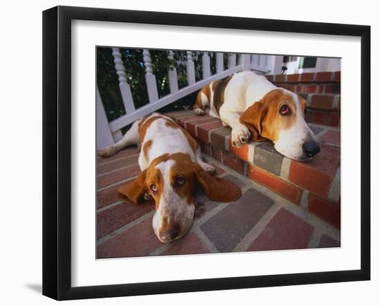 Two Basset Hounds Resting on the Steps-DLILLC-Framed Photographic Print