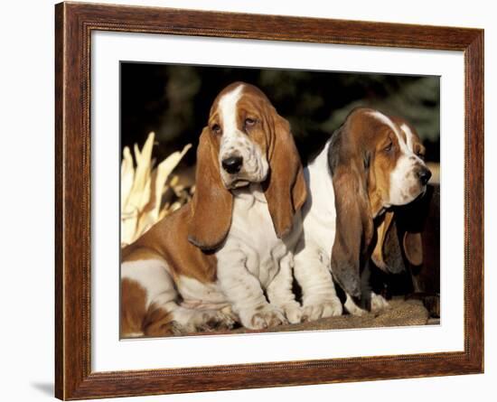 Two Bassett Hound Pups-Lynn M. Stone-Framed Photographic Print