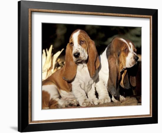 Two Bassett Hound Pups-Lynn M. Stone-Framed Photographic Print