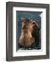 Two Bear Cubs-Art Wolfe-Framed Art Print