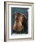 Two Bear Cubs-Art Wolfe-Framed Art Print