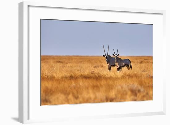 Two Beautiful Oryx in the Savannah of Etosha National Park in Namibia-ArCaLu-Framed Photographic Print