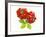 Two Beefsteak Tomatoes with Basil Leaves-Janez Puksic-Framed Photographic Print