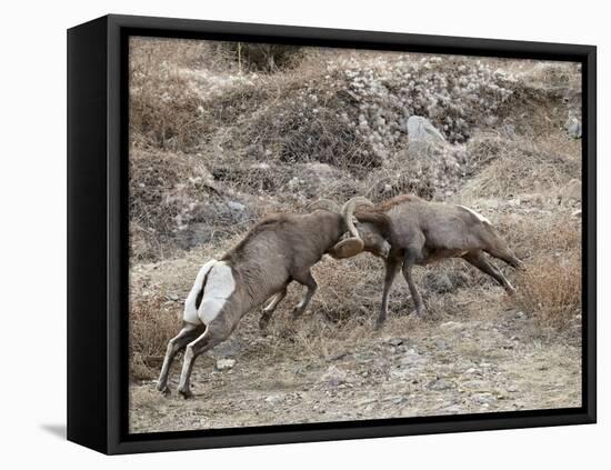 Two Bighorn Sheep (Ovis Canadensis) Rams Butting Heads, Clear Creek County, Colorado, USA-James Hager-Framed Premier Image Canvas