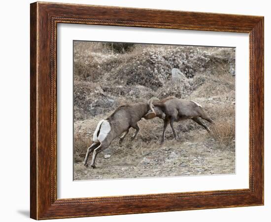 Two Bighorn Sheep (Ovis Canadensis) Rams Butting Heads, Clear Creek County, Colorado, USA-James Hager-Framed Photographic Print