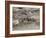 Two Bighorn Sheep (Ovis Canadensis) Rams Butting Heads, Clear Creek County, Colorado, USA-James Hager-Framed Photographic Print