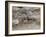 Two Bighorn Sheep (Ovis Canadensis) Rams Butting Heads, Clear Creek County, Colorado, USA-James Hager-Framed Photographic Print