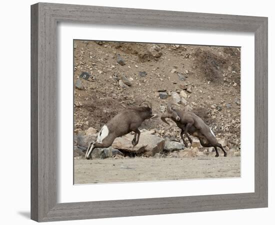 Two Bighorn Sheep (Ovis Canadensis) Rams Butting Heads, Clear Creek County, Colorado, USA-James Hager-Framed Photographic Print