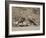 Two Bighorn Sheep (Ovis Canadensis) Rams Butting Heads, Clear Creek County, Colorado, USA-James Hager-Framed Photographic Print