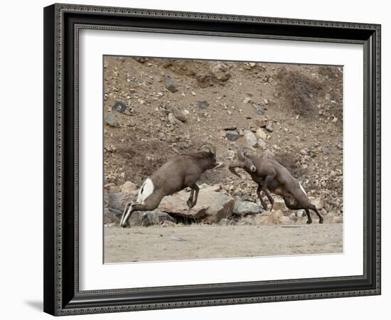 Two Bighorn Sheep (Ovis Canadensis) Rams Butting Heads, Clear Creek County, Colorado, USA-James Hager-Framed Photographic Print