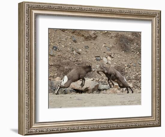 Two Bighorn Sheep (Ovis Canadensis) Rams Butting Heads, Clear Creek County, Colorado, USA-James Hager-Framed Photographic Print