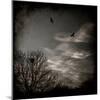 Two Birds Retum to Nest at Dusk-Luis Beltran-Mounted Photographic Print