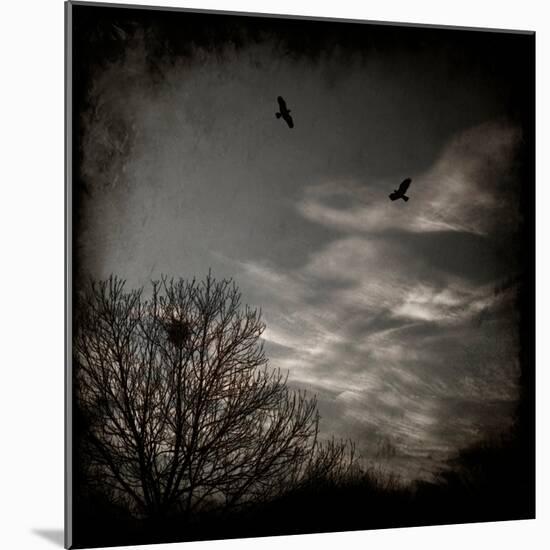 Two Birds Retum to Nest at Dusk-Luis Beltran-Mounted Photographic Print