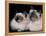 Two Birman Cats Showing Deep Blue Eyes-Adriano Bacchella-Framed Premier Image Canvas