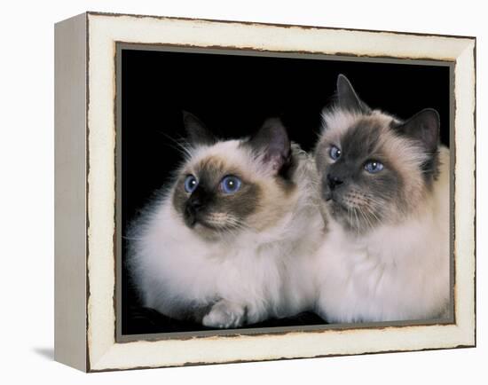 Two Birman Cats Showing Deep Blue Eyes-Adriano Bacchella-Framed Premier Image Canvas