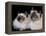 Two Birman Cats Showing Deep Blue Eyes-Adriano Bacchella-Framed Premier Image Canvas