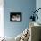 Two Birman Cats Showing Deep Blue Eyes-Adriano Bacchella-Framed Premier Image Canvas displayed on a wall