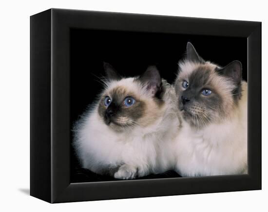 Two Birman Cats Showing Deep Blue Eyes-Adriano Bacchella-Framed Premier Image Canvas