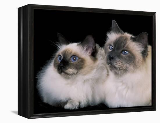 Two Birman Cats Showing Deep Blue Eyes-Adriano Bacchella-Framed Premier Image Canvas