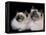 Two Birman Cats Showing Deep Blue Eyes-Adriano Bacchella-Framed Premier Image Canvas