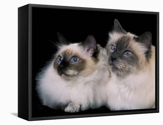 Two Birman Cats Showing Deep Blue Eyes-Adriano Bacchella-Framed Premier Image Canvas