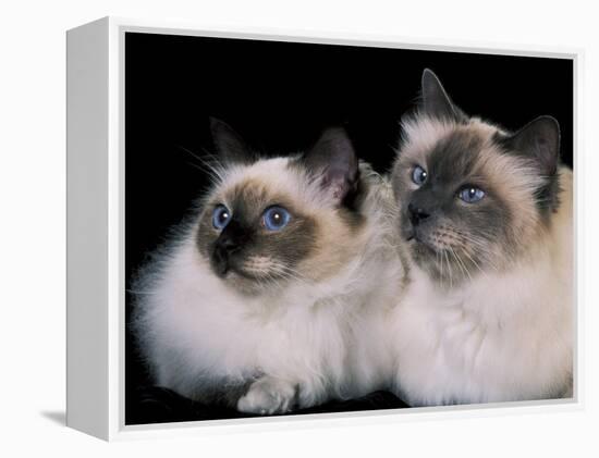 Two Birman Cats Showing Deep Blue Eyes-Adriano Bacchella-Framed Premier Image Canvas
