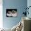 Two Birman Cats Showing Deep Blue Eyes-Adriano Bacchella-Photographic Print displayed on a wall