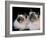 Two Birman Cats Showing Deep Blue Eyes-Adriano Bacchella-Framed Photographic Print