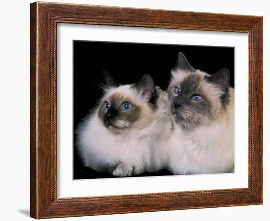 Two Birman Cats Showing Deep Blue Eyes-Adriano Bacchella-Framed Photographic Print