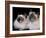 Two Birman Cats Showing Deep Blue Eyes-Adriano Bacchella-Framed Photographic Print