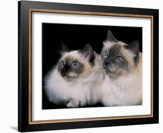 Two Birman Cats Showing Deep Blue Eyes-Adriano Bacchella-Framed Photographic Print