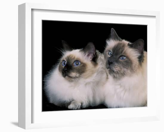 Two Birman Cats Showing Deep Blue Eyes-Adriano Bacchella-Framed Photographic Print