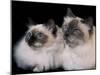 Two Birman Cats Showing Deep Blue Eyes-Adriano Bacchella-Mounted Photographic Print