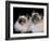 Two Birman Cats Showing Deep Blue Eyes-Adriano Bacchella-Framed Photographic Print