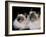 Two Birman Cats Showing Deep Blue Eyes-Adriano Bacchella-Framed Photographic Print