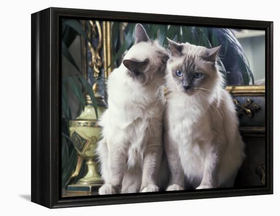 Two Birman Cats Sitting on Furniture, Interacting-Adriano Bacchella-Framed Premier Image Canvas