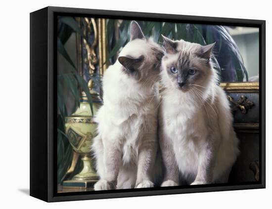 Two Birman Cats Sitting on Furniture, Interacting-Adriano Bacchella-Framed Premier Image Canvas